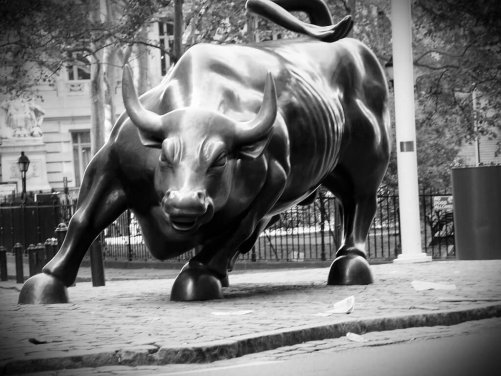 Bull