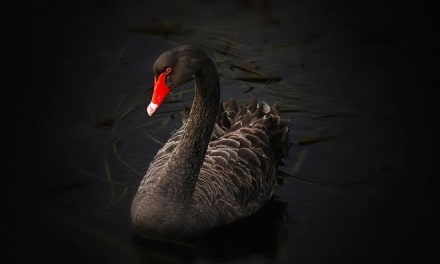 The Black Swan: The Impact of the Highly Improbable