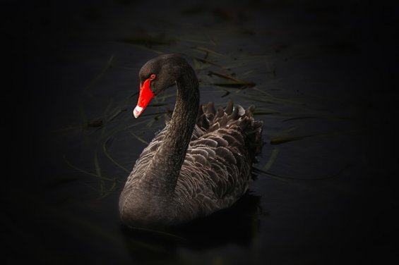 The Black Swan - The Impact of the Highly Improbable