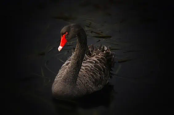 The Black Swan - The Impact of the Highly Improbable