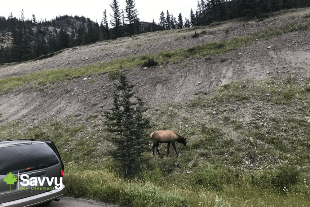 Wildlife Sighting Jasper National Park