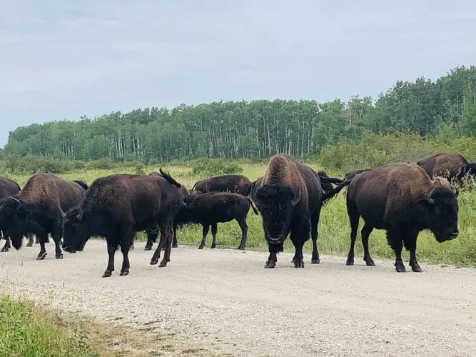 Bison Enclosure Lake Audy at the Riding Mountain National Park