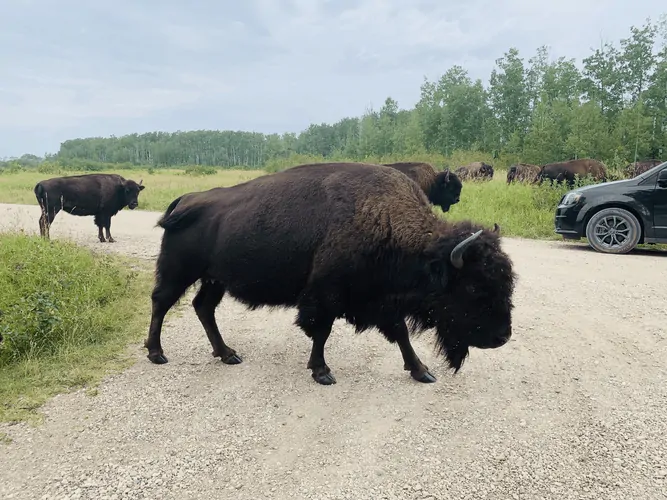 Bison at the Riding Mountain National Park