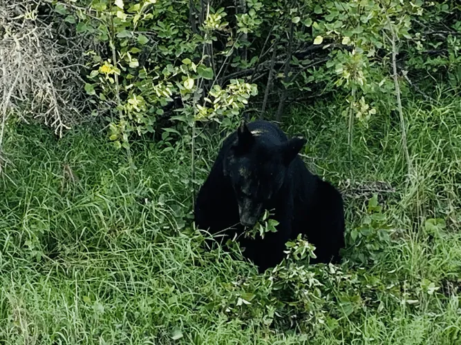 Black Bear at Lake Audy
