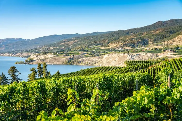 Okanagan wine country in Western Canada, British Columbia. Landscape with vineyards and lake